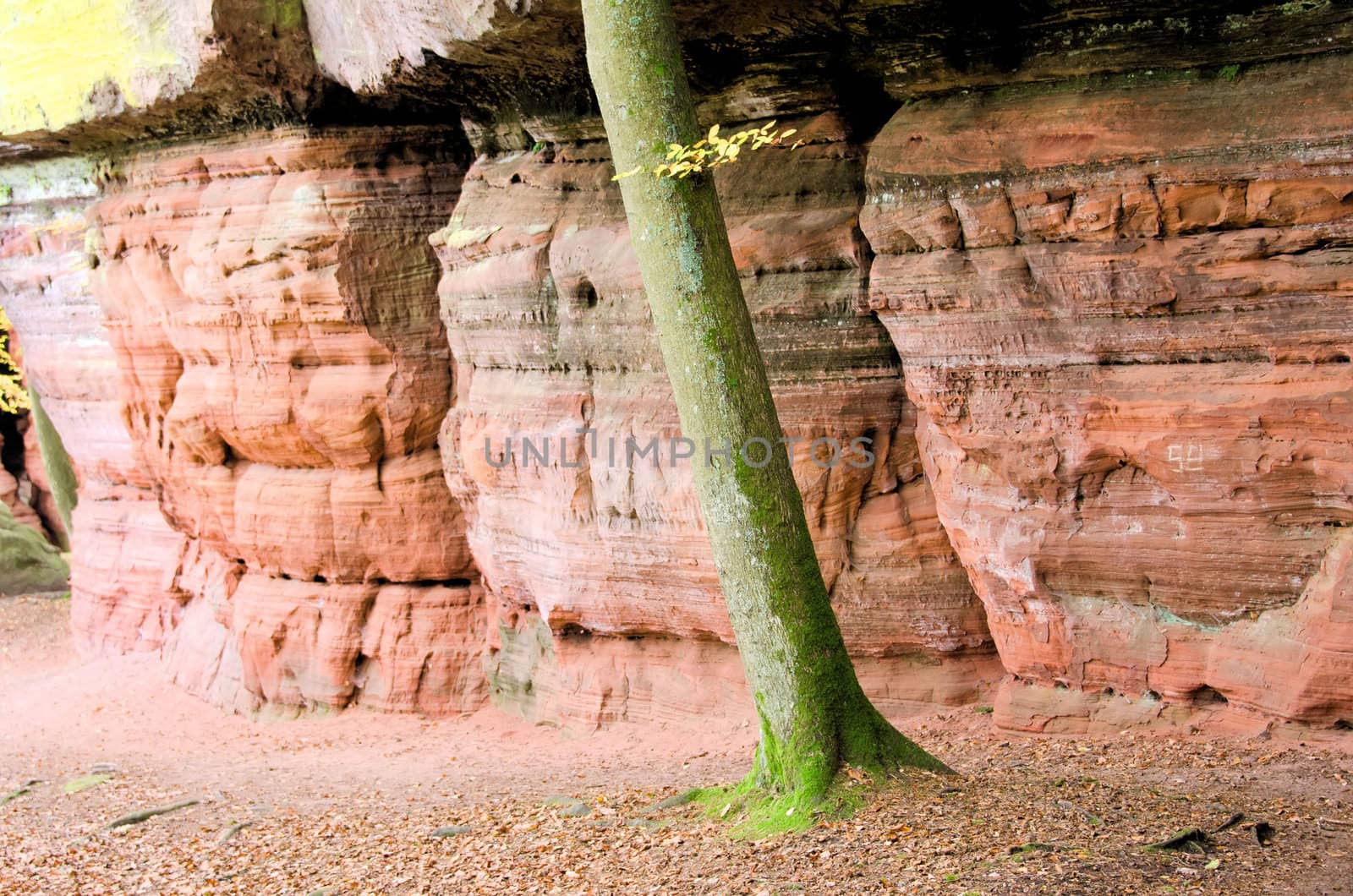 the  sandstone rock and the tree trunk