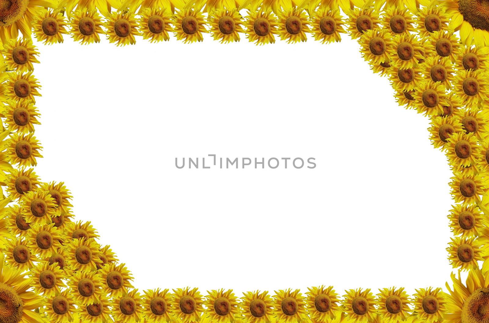 Sunflowers abstract frame