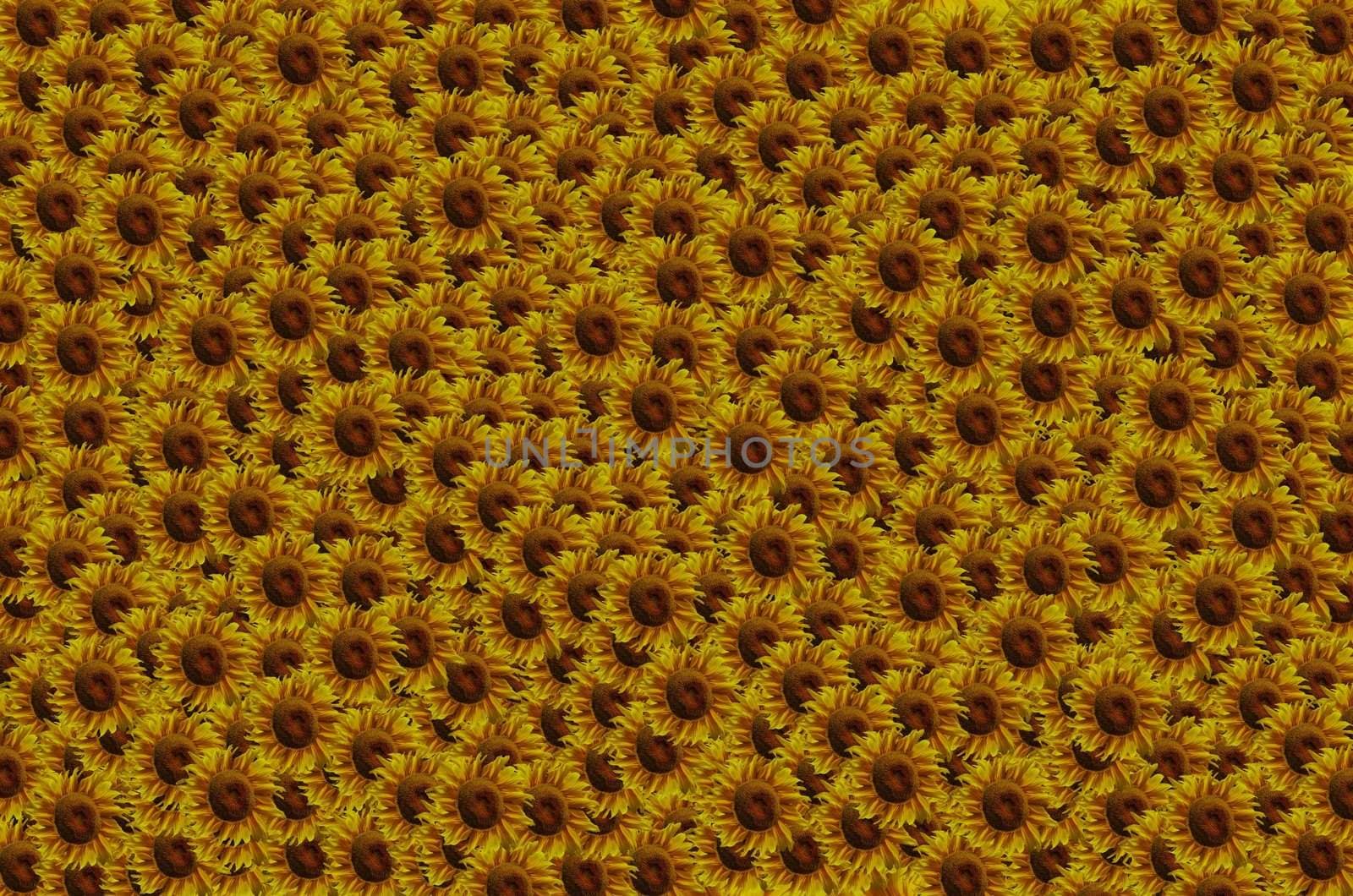 Sunflowers abstract background