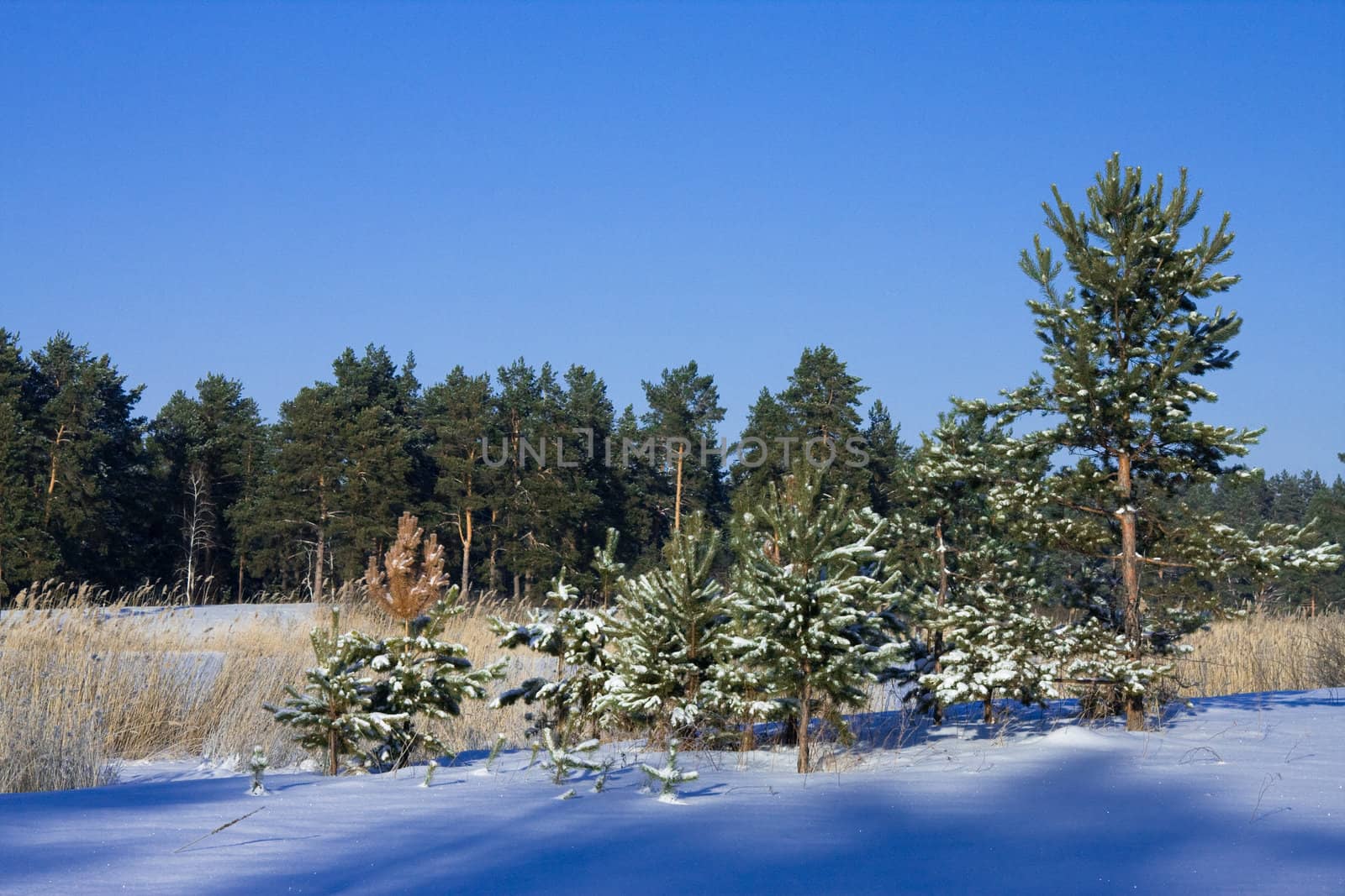 In a winter wood in solar frosty day