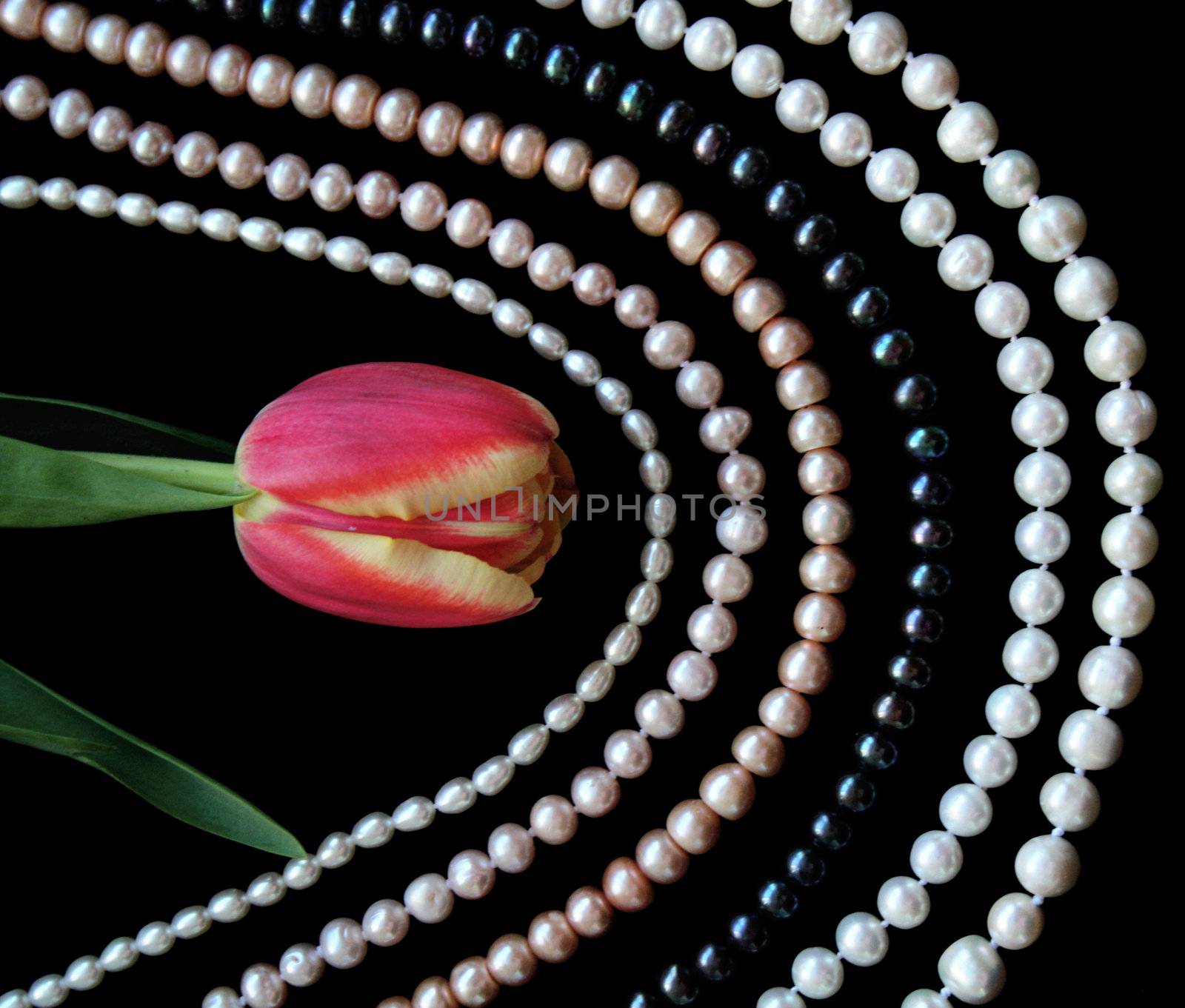 White, black and pink pearls with tulip on a black velvet background 