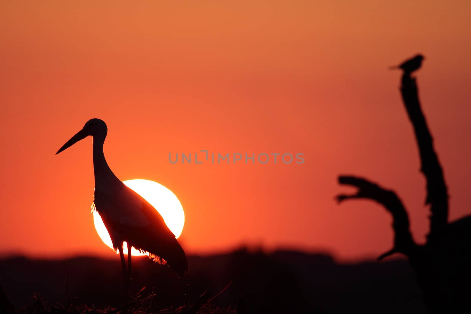 stork silhouette and sunset in the summer