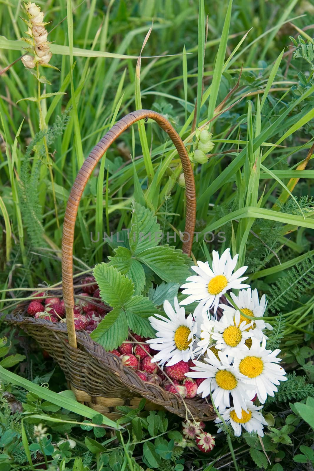 Wild strawberry in a wum basket and white camomiles