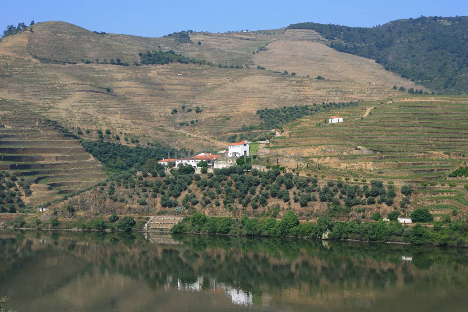 view in vineyard in Portugal