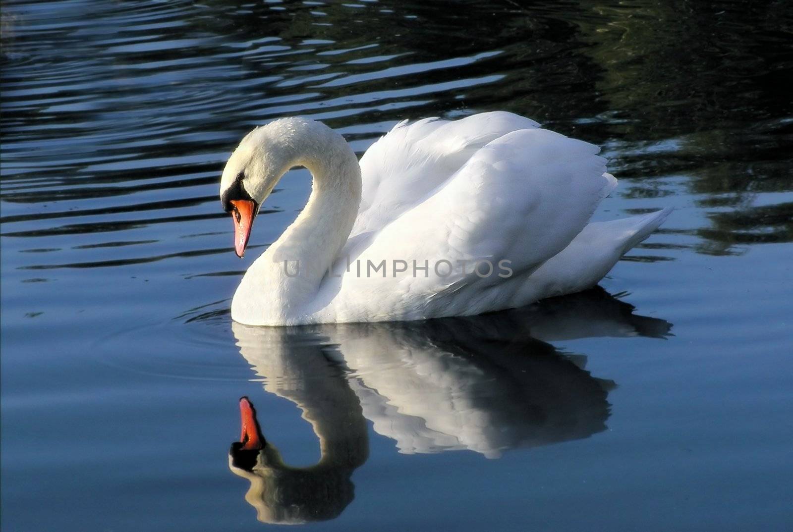 Single swan reflected in lake water by pixelman