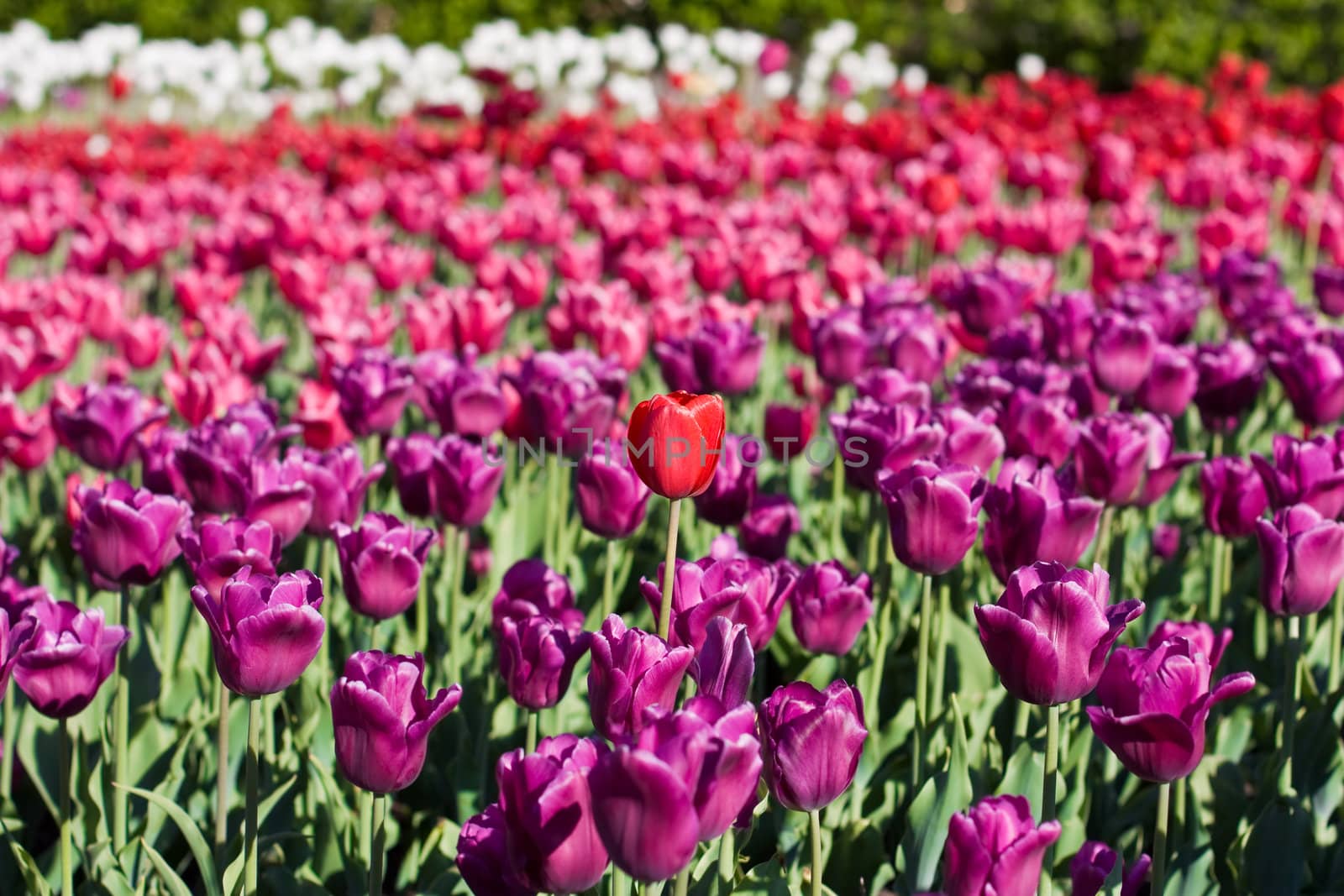 Field with violet tulipss with single red tulip in centre