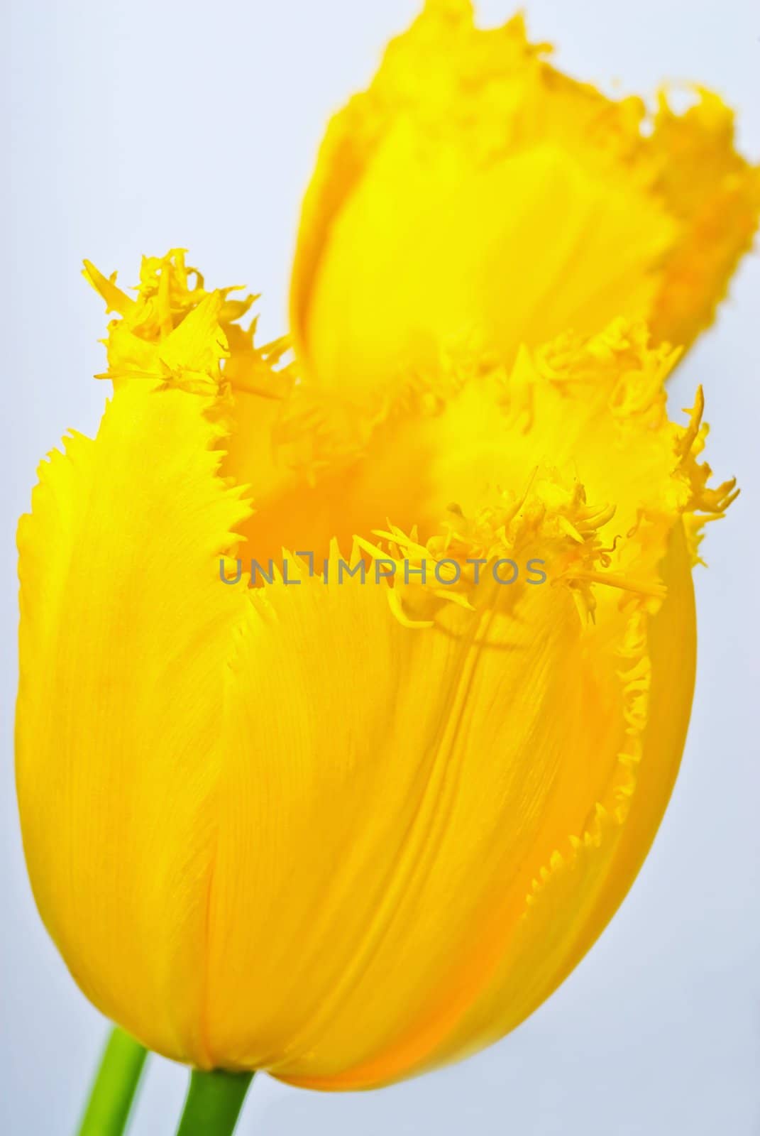 Tulip yellow