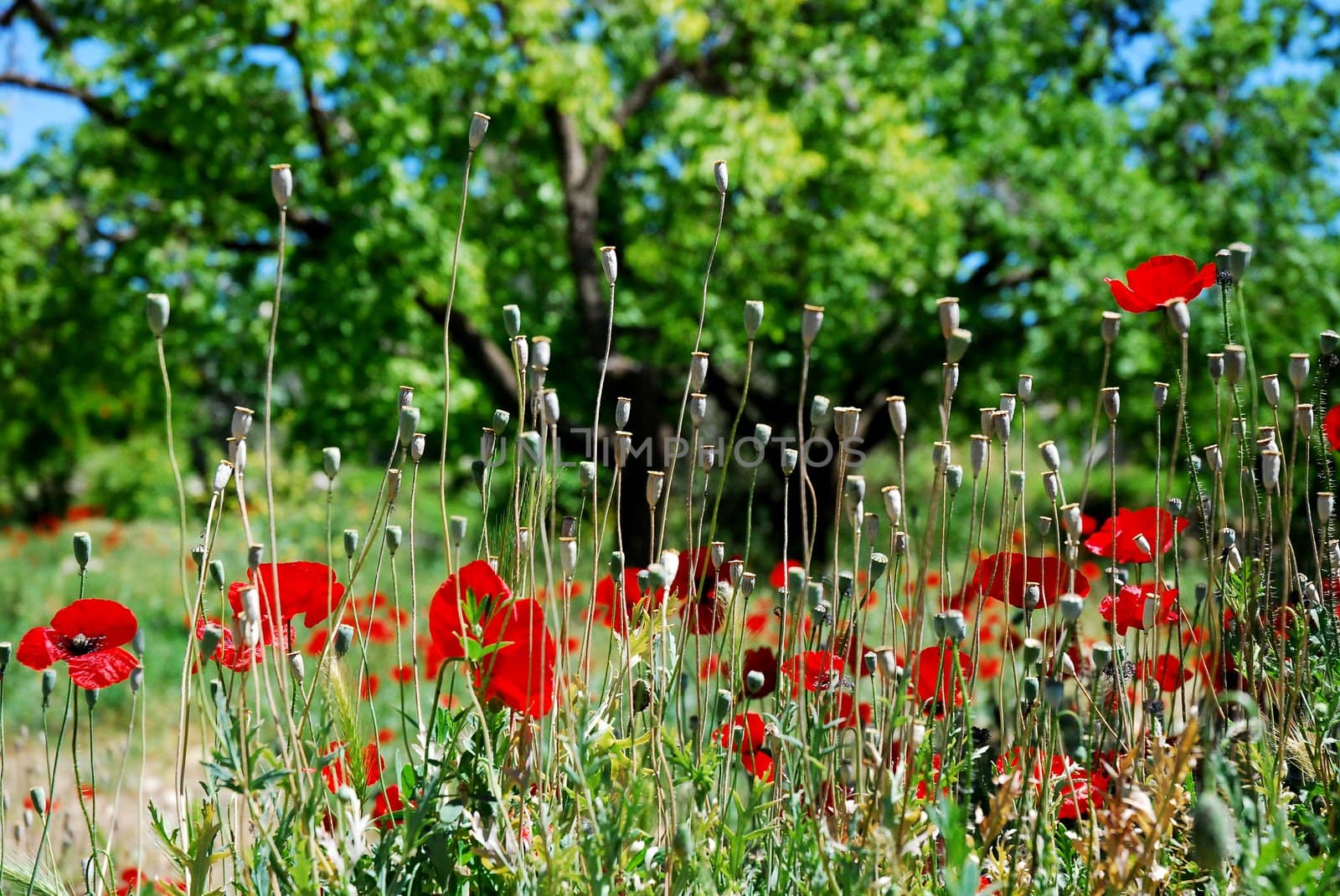 Several backlit red oriental poppies in a field
