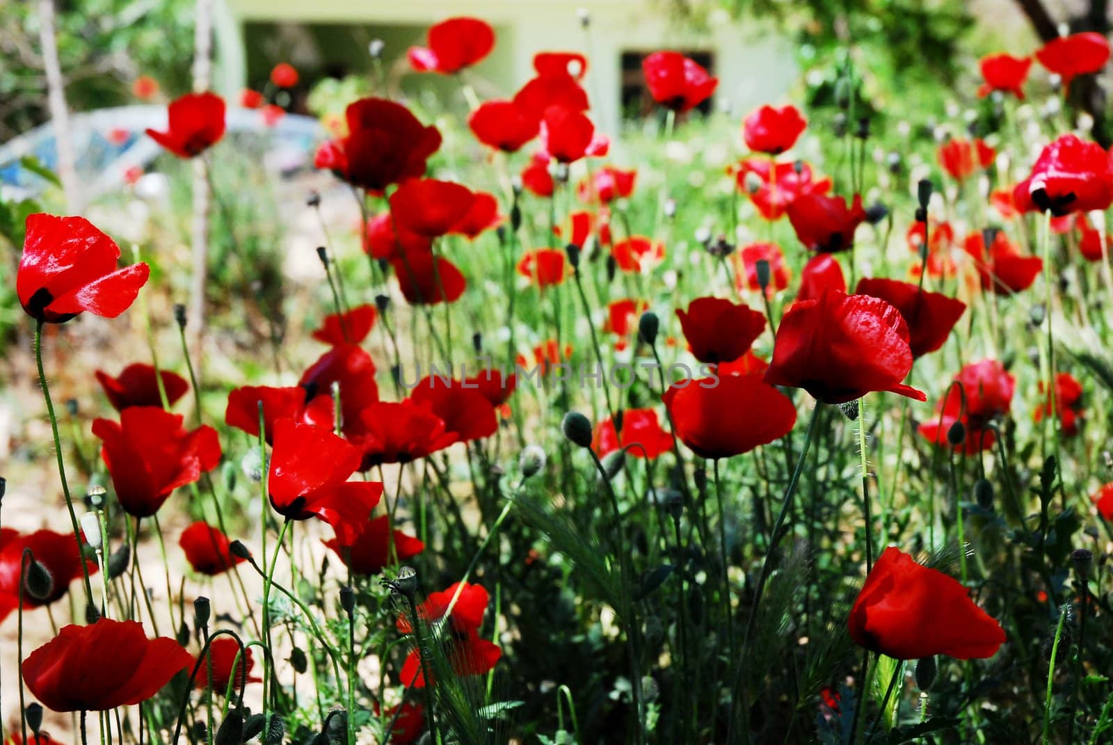 red poppies. by candan