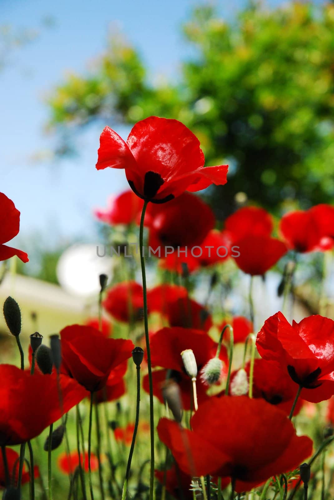 Red poppies on spring meadow and strongly polarized blue sky.  