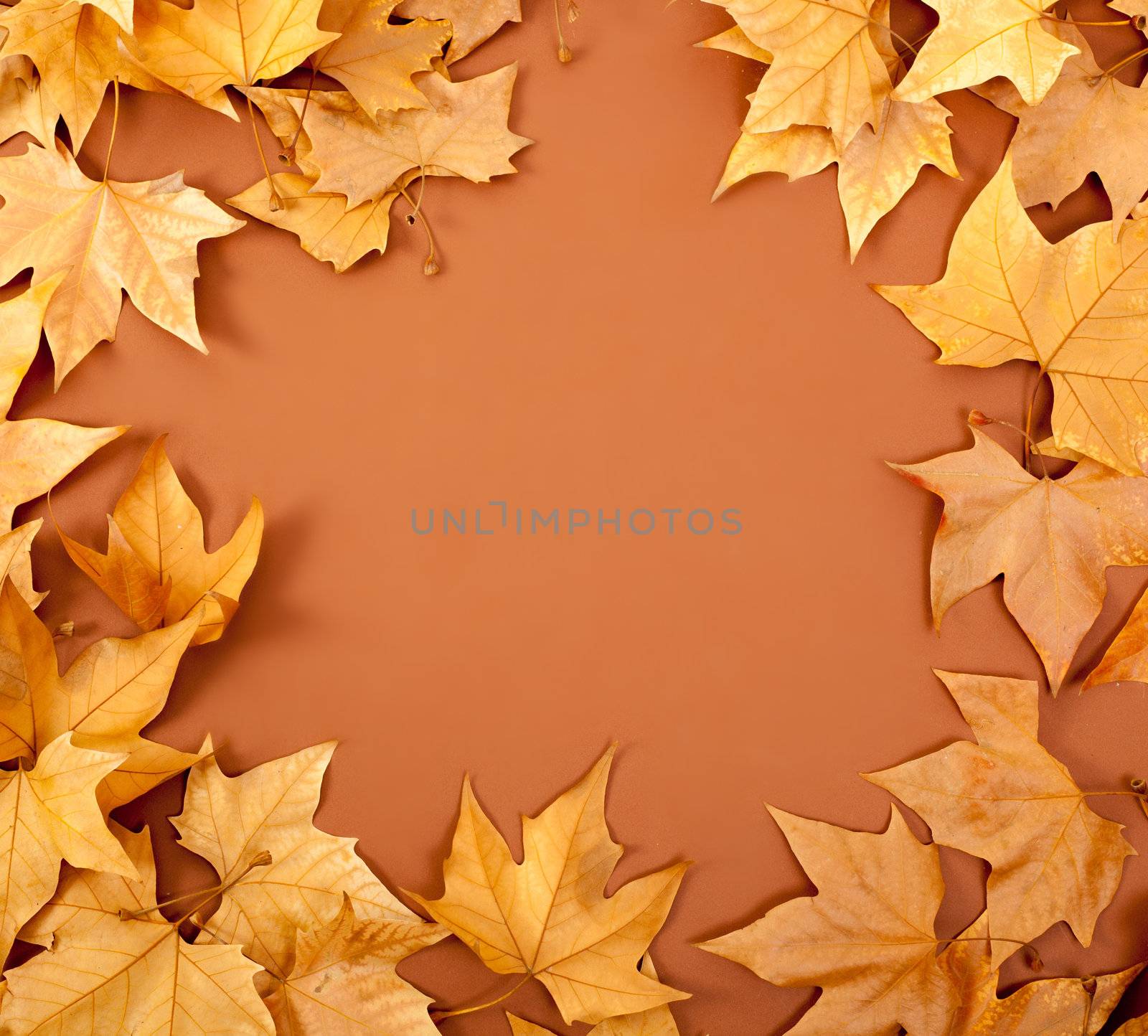 autumn fall dired leaves border fame on brown by lunamarina