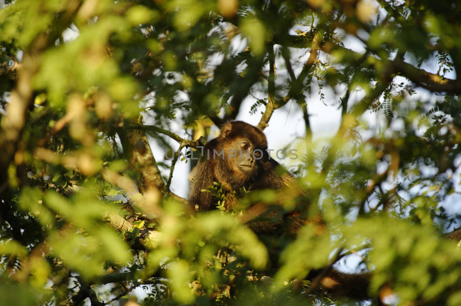 Howler Monkey in a tree at La Ensenada, Costa Rica.
