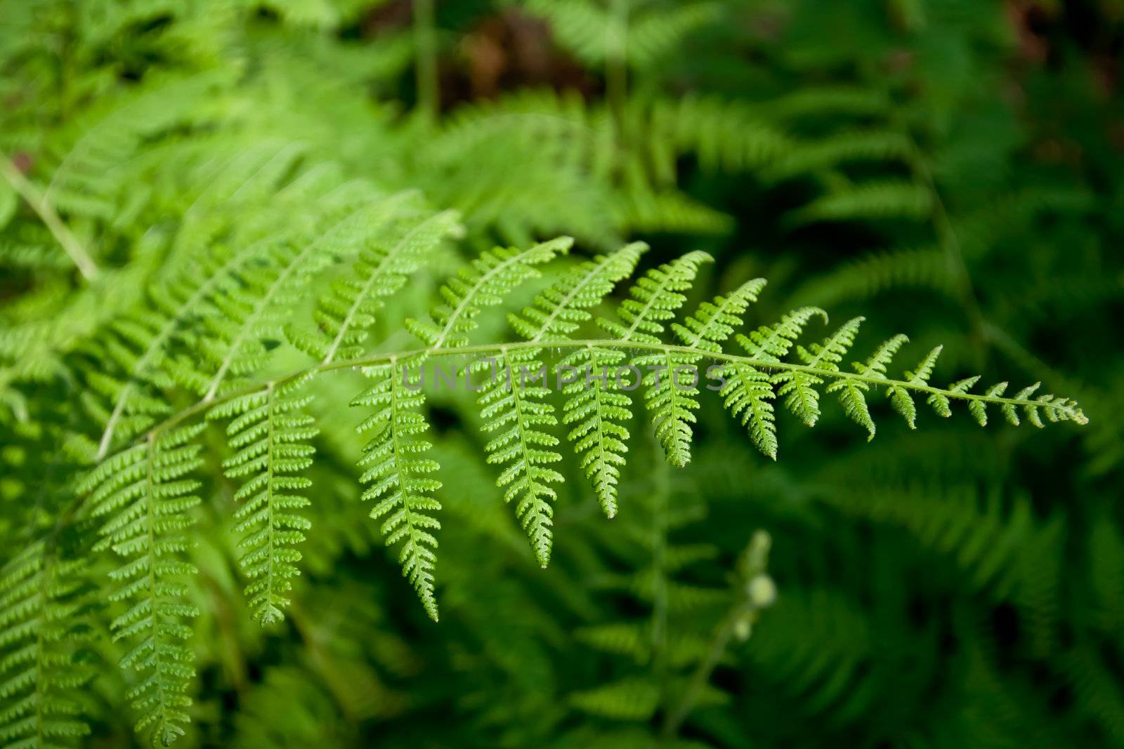 Green ferns  by jame_j@homail.com