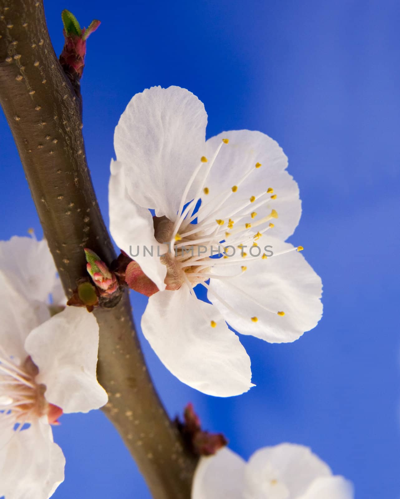 Cherry blossom by vtorous