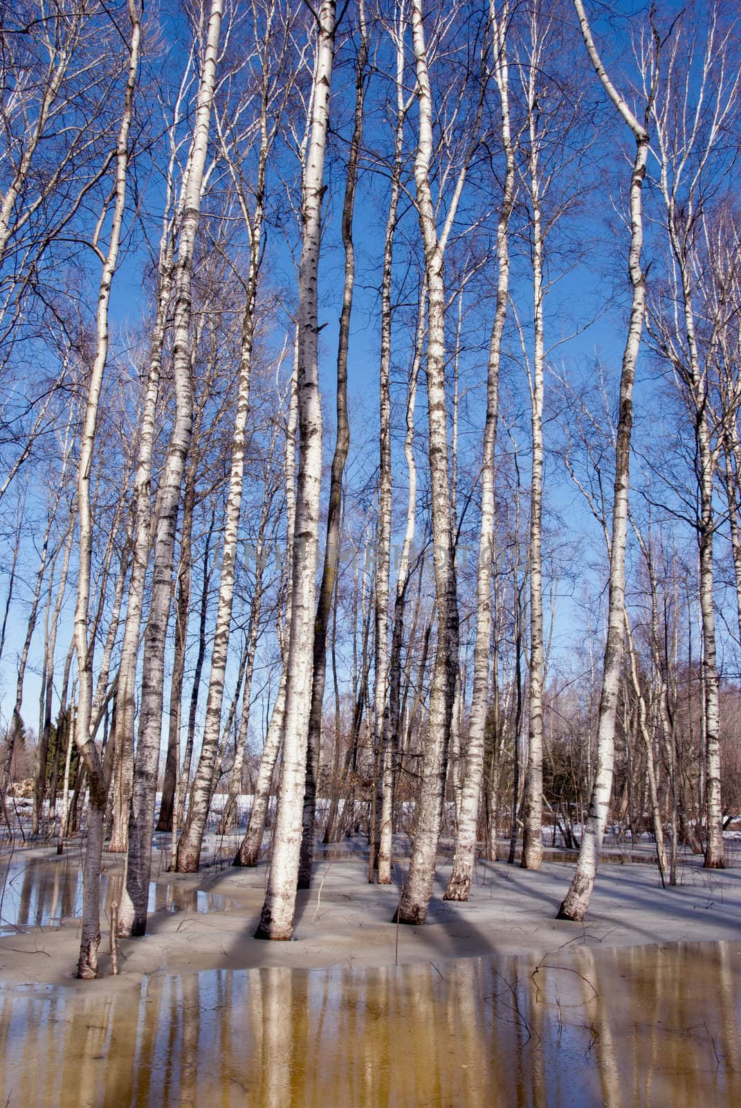 Melting snow ice in spring birch forest. Birch trunks black and white blue sky.