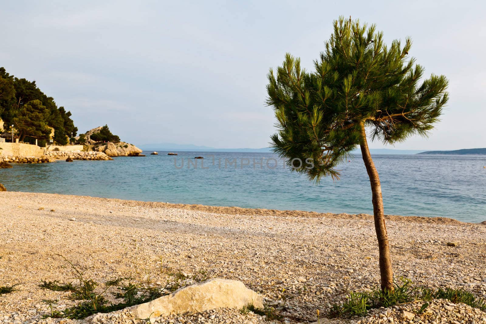 Pine Tree on the Rocky Beach in Brela, Croatia