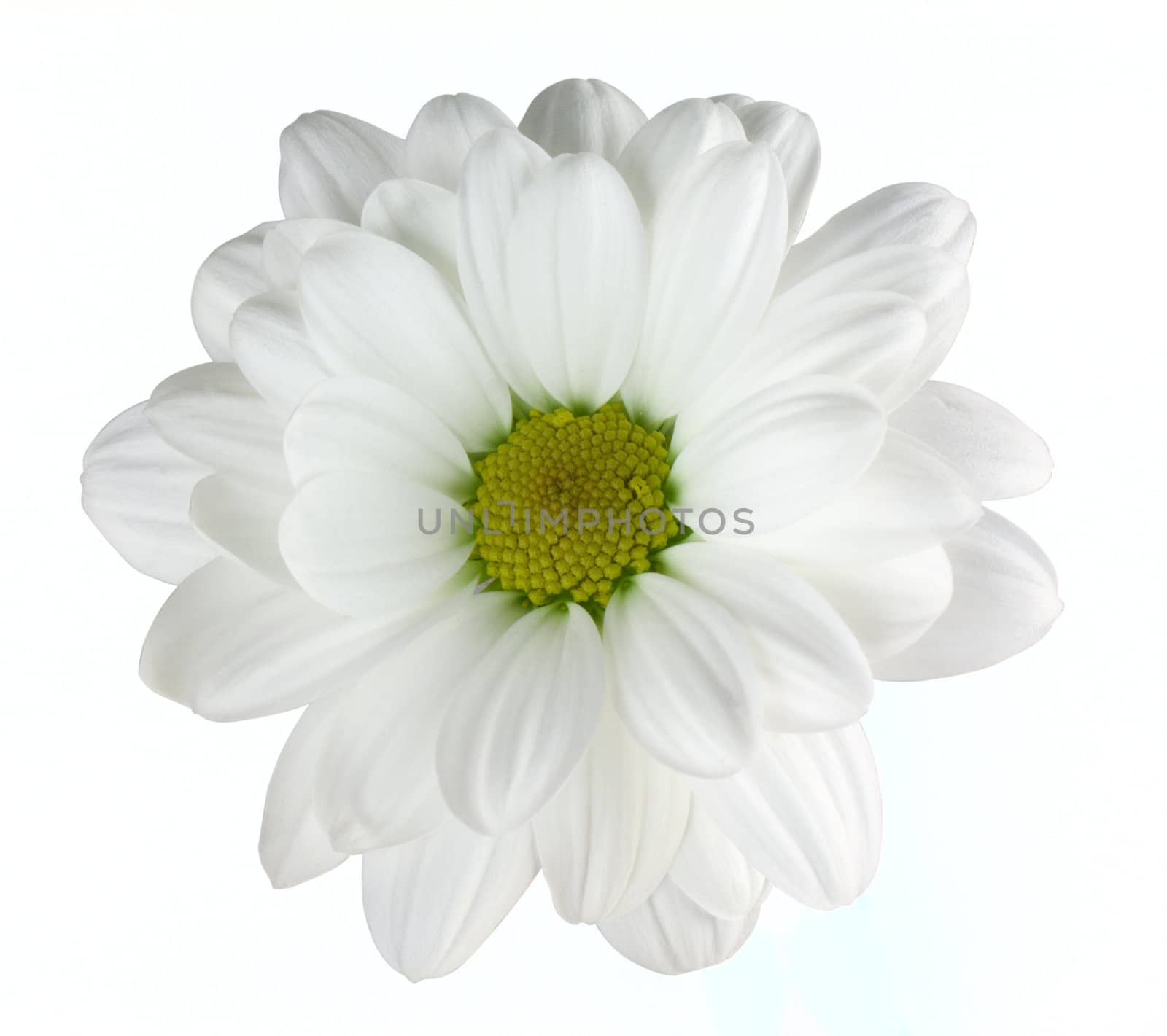 Camomile isolated on white background