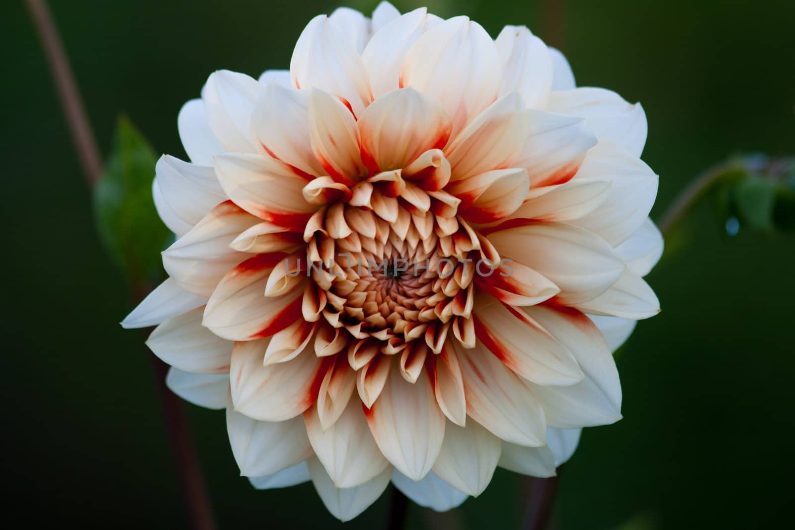 White Dahlia in a garden on green background
