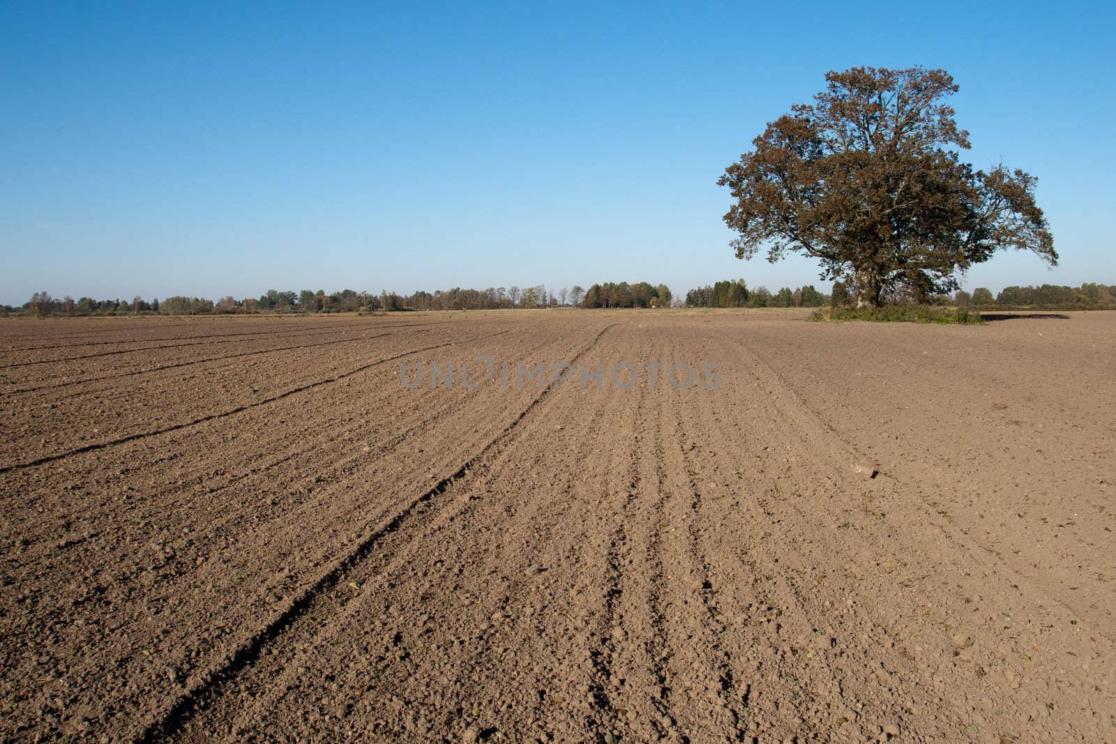 freshly plowed field and a lone tree in the countryside