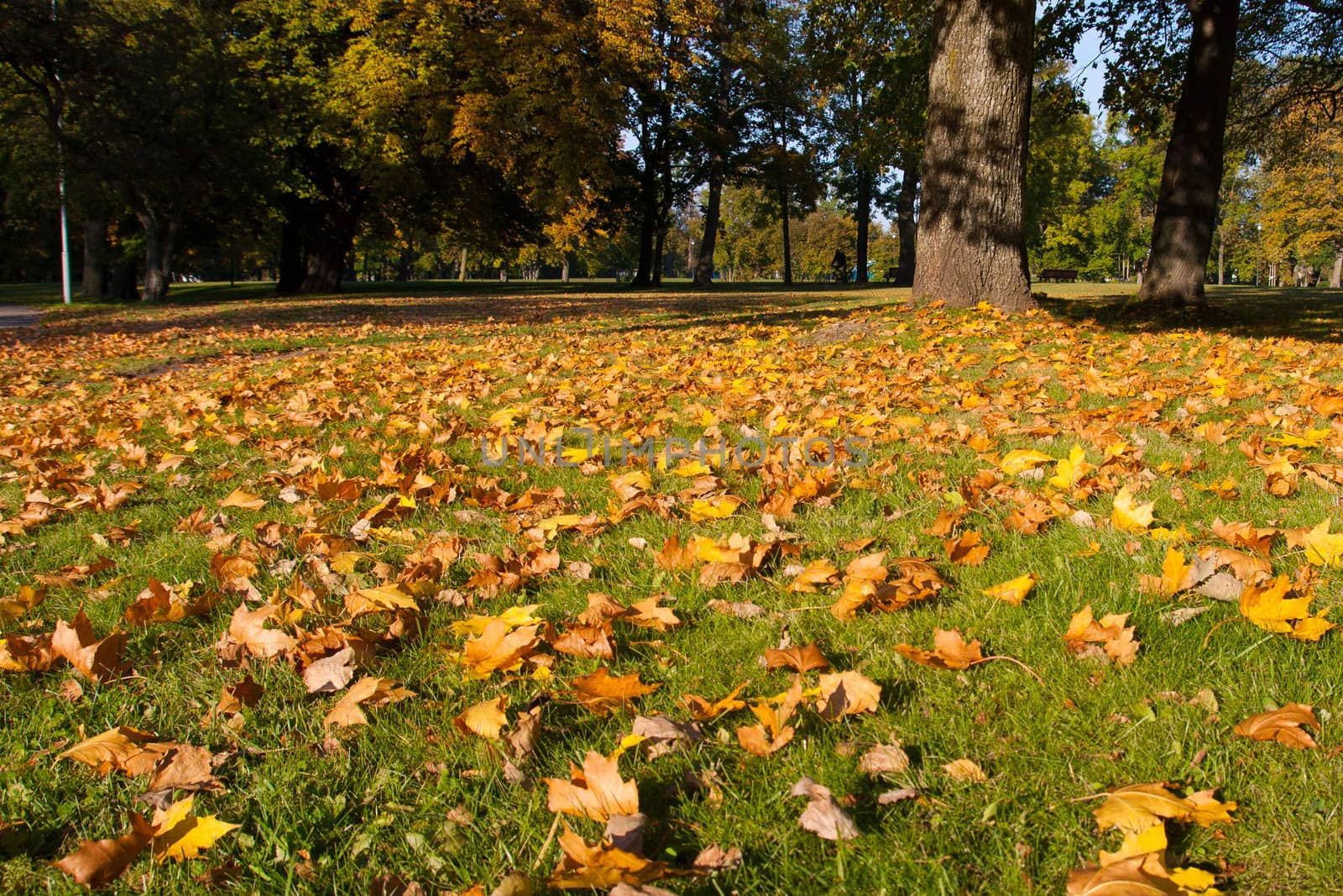 yellow leaves on green grass in the park