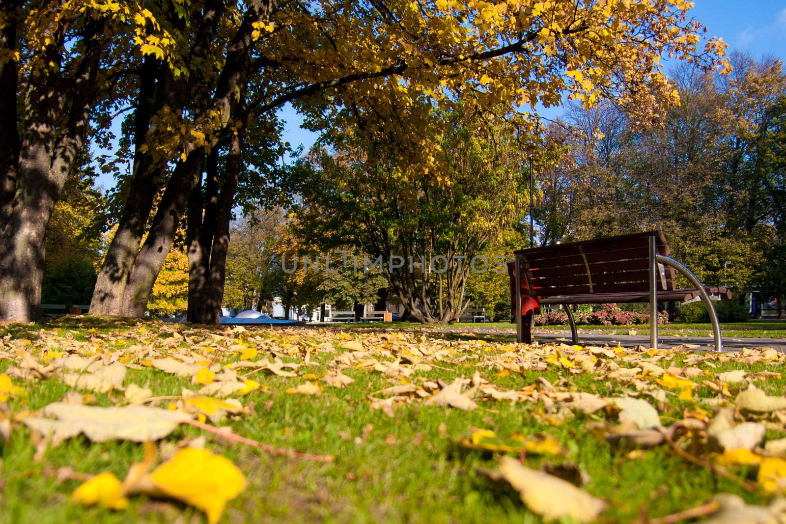yellow leaves on tree in the park