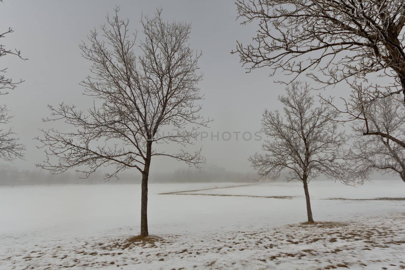 Trees on a foggy day  by derejeb