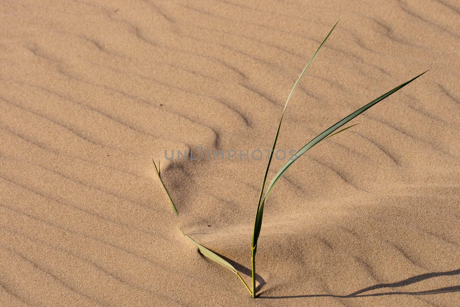 Lonely grass stem in a beach sand