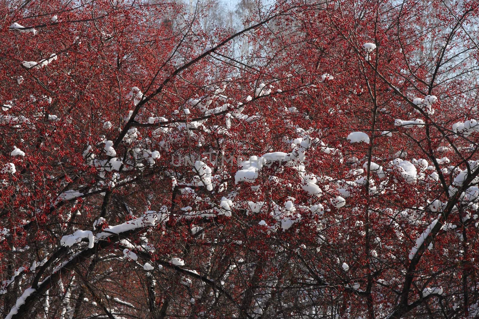 Plentiful crop of small red wild apples