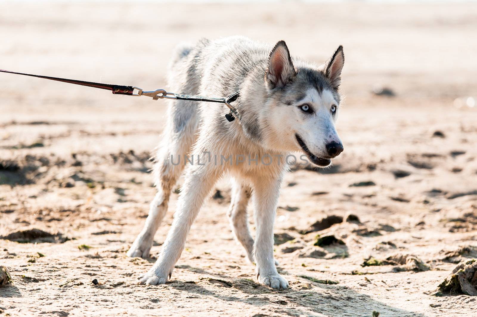 Photo of furry husky dog ion a leash