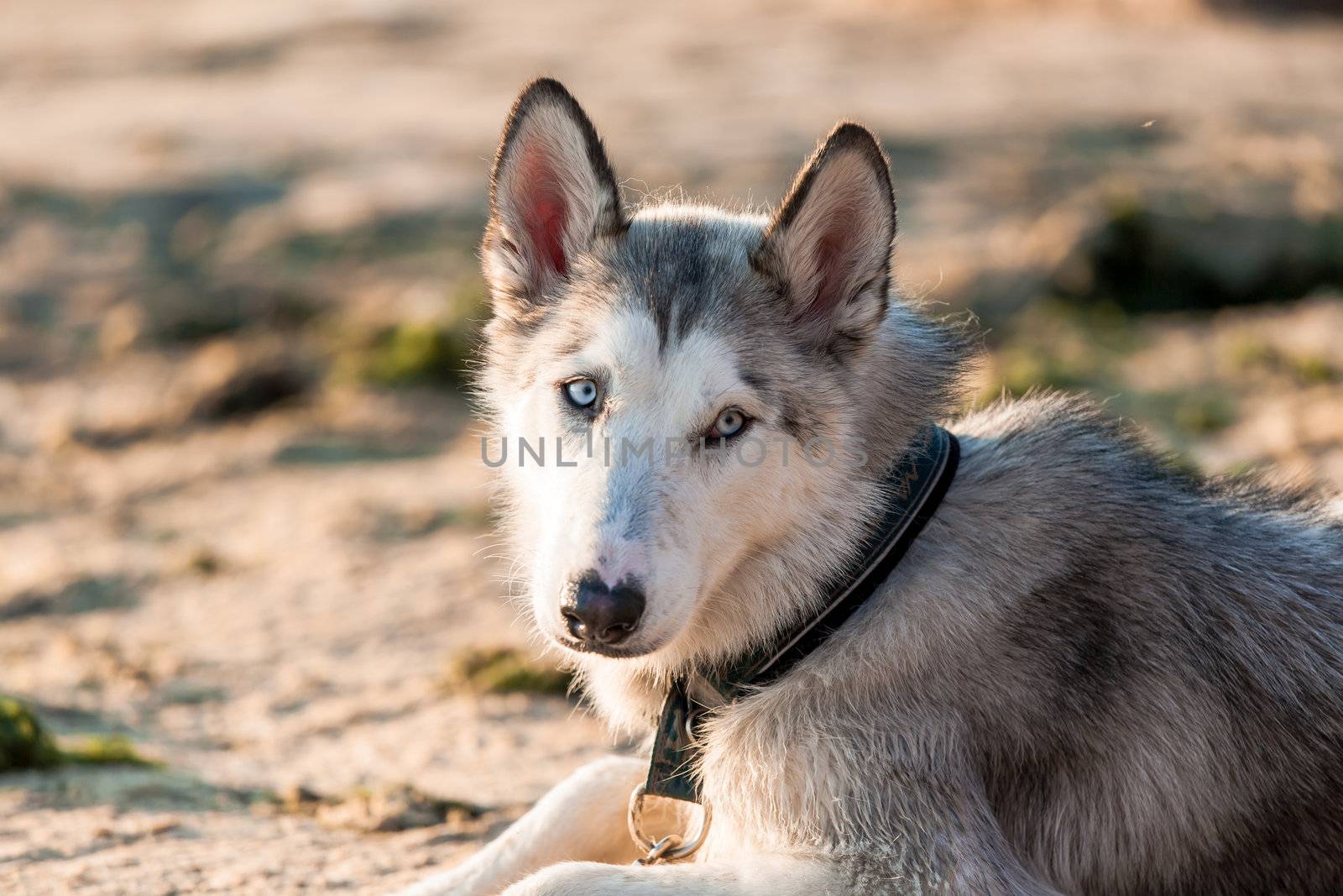 Photo of furry husky dog ion a leash