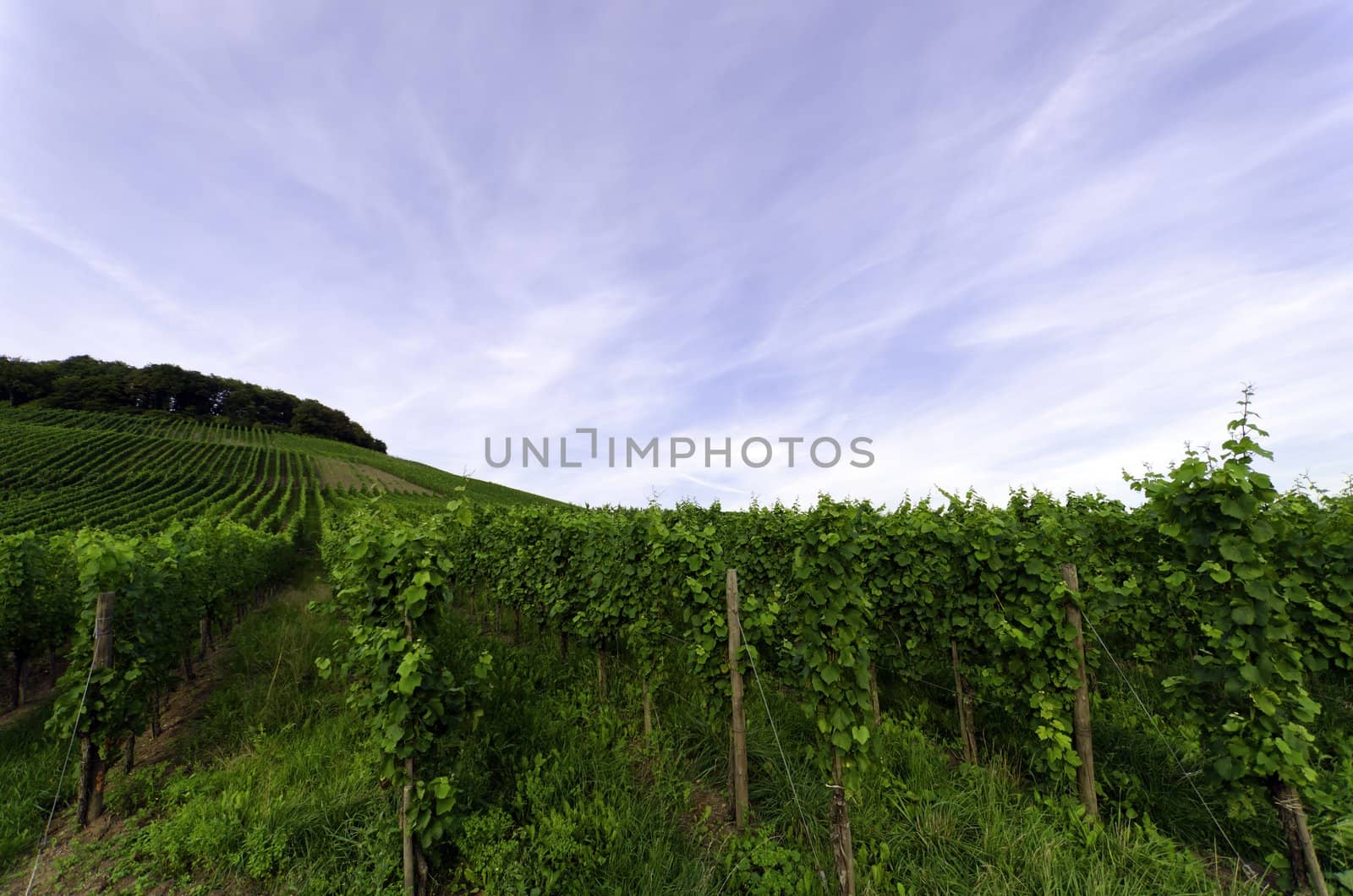 a green vineyard