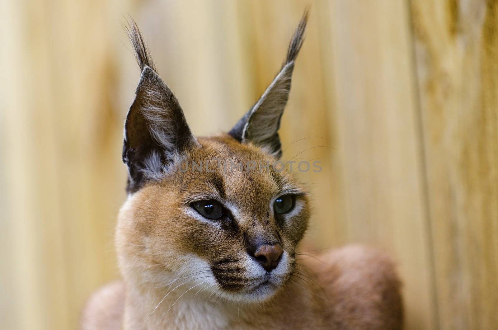 Caracal African wild cat by gufoto