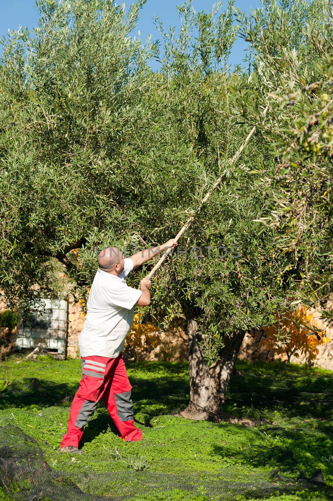 Traditional olive harvest, using poles and nets