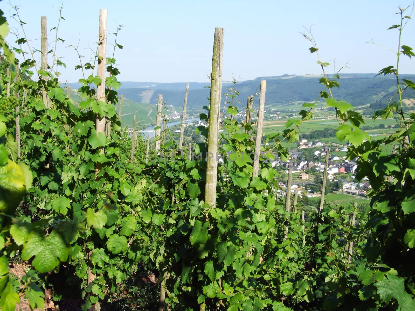 Weinreben mit Blick ins Moseltal nach Erden
