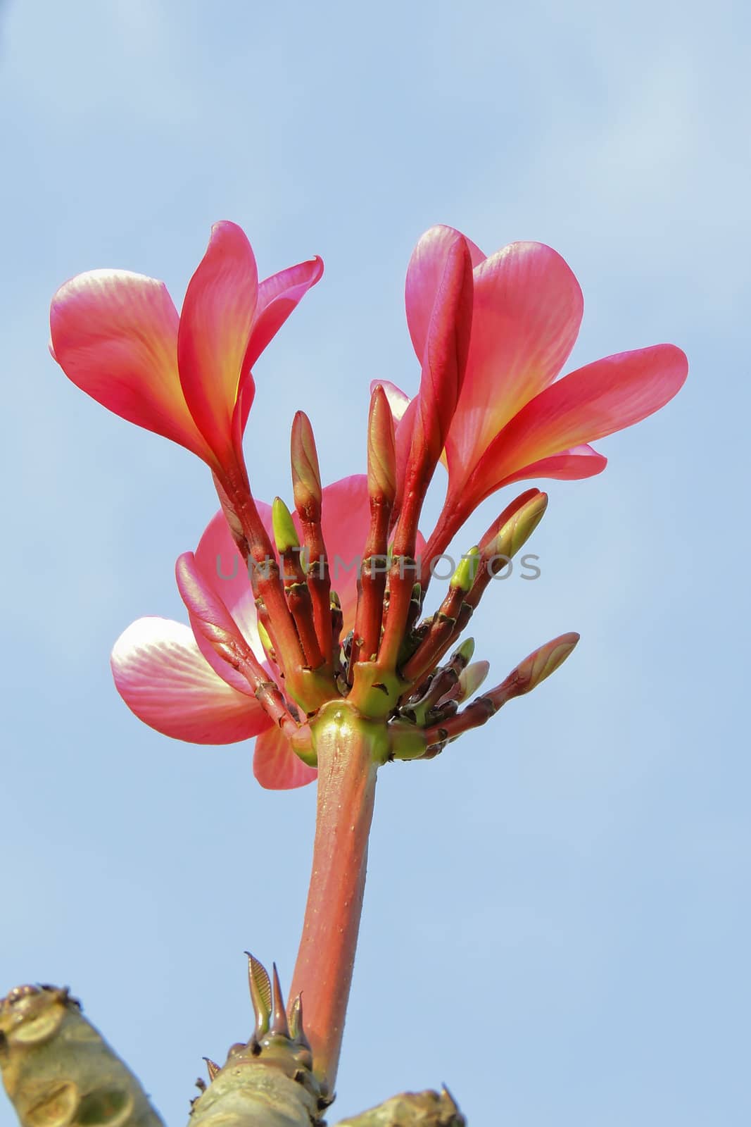 Red Frangipani flower bud by xfdly5