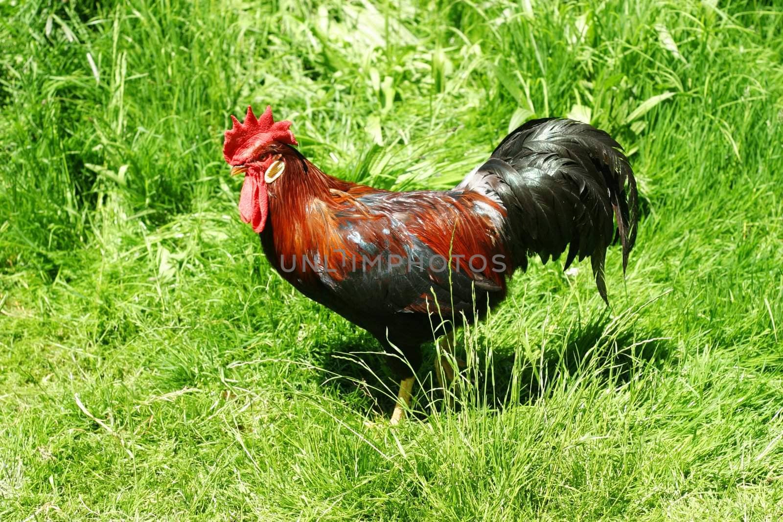 Group of hens with rooster on the farm yard