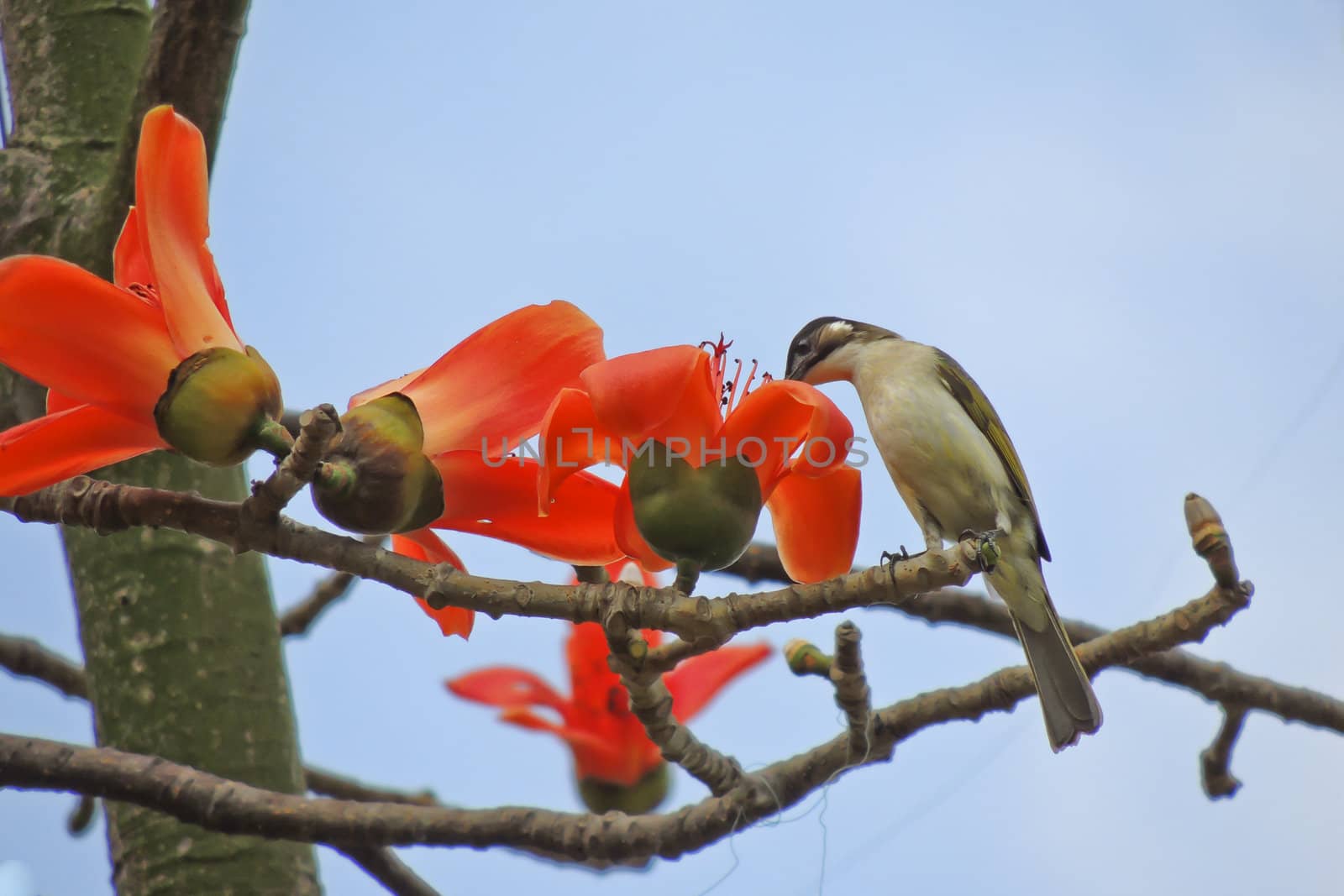 Kapok flower is the  bird's favorite food ,His scientific name is  Bomhax seiba