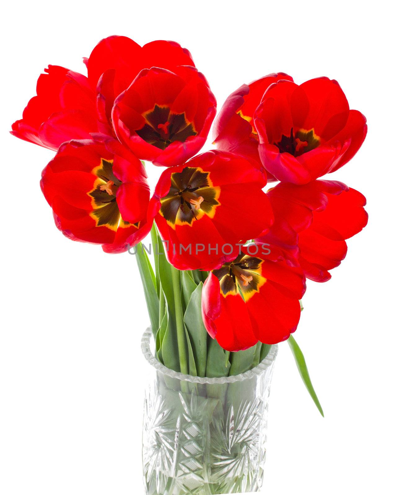 red tulips bouquet in vase by Alekcey