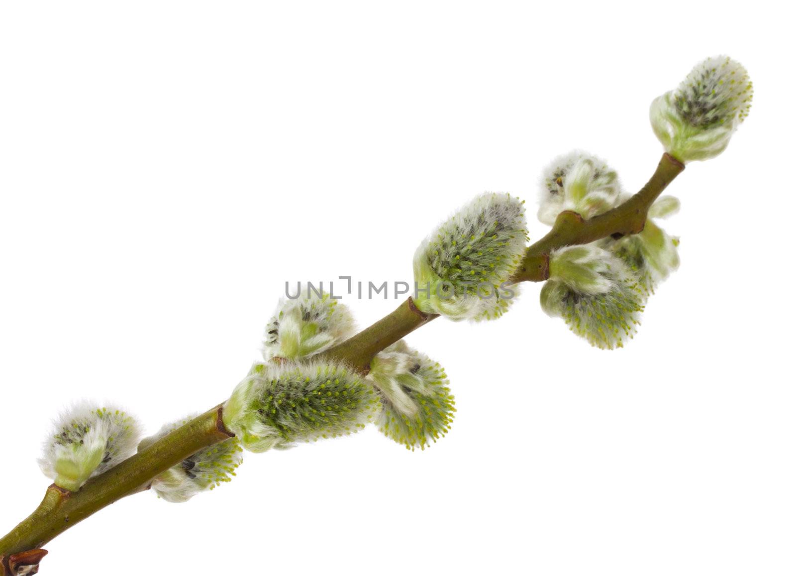 close-up pussy willow branch, isolated on white