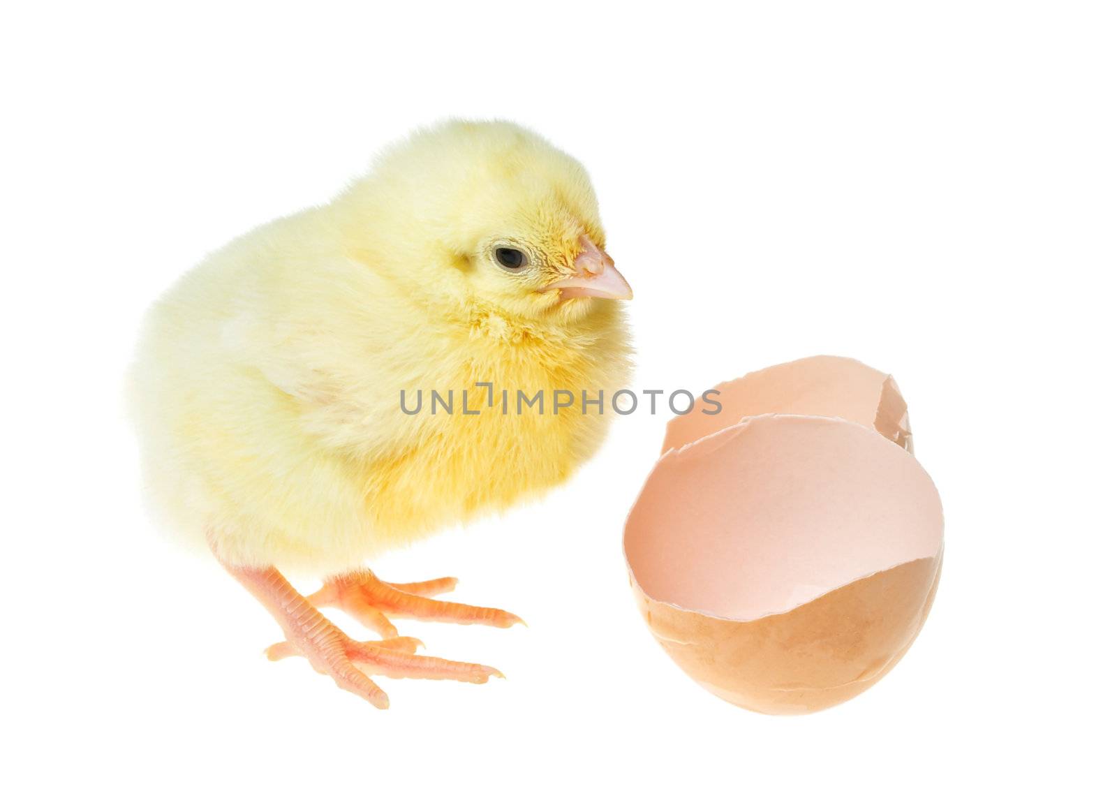 small yellow chick near shell, isolated on white