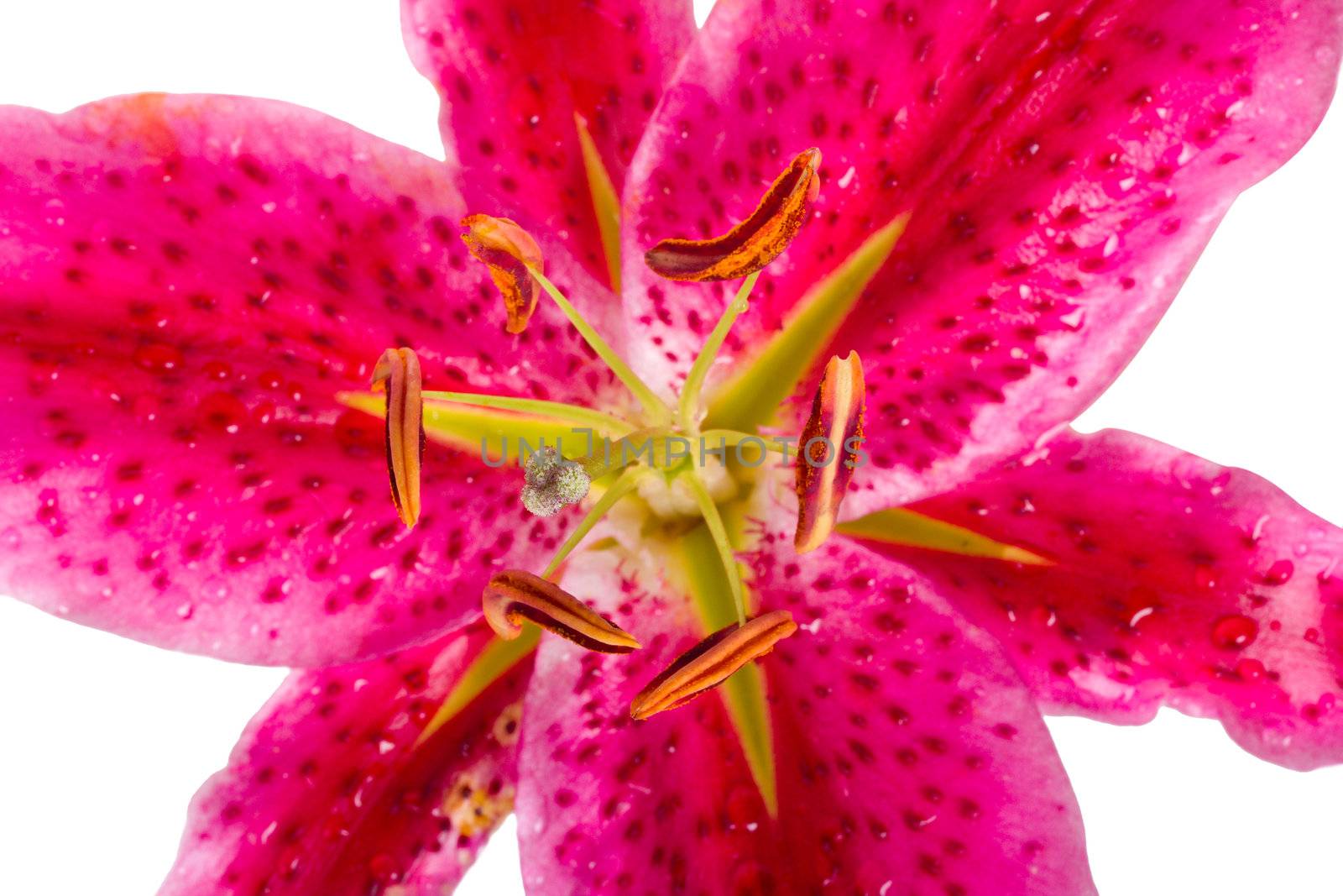 close-up pink lily, isolated on white