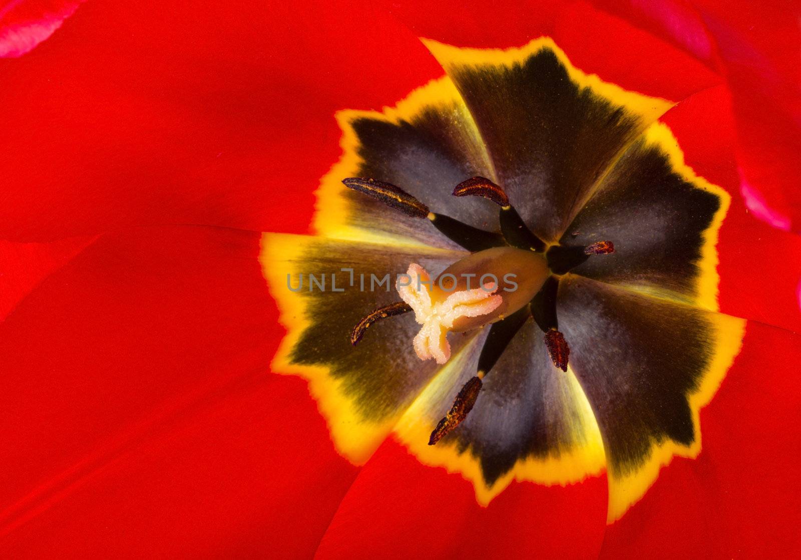 macro shot of red tulip