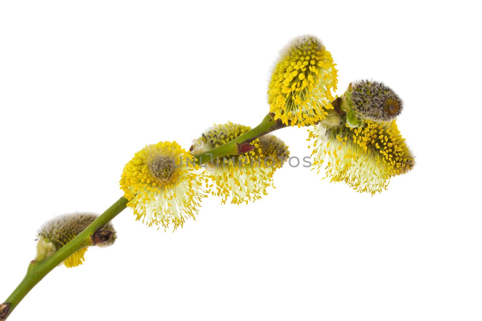 pussy willow branch by Alekcey