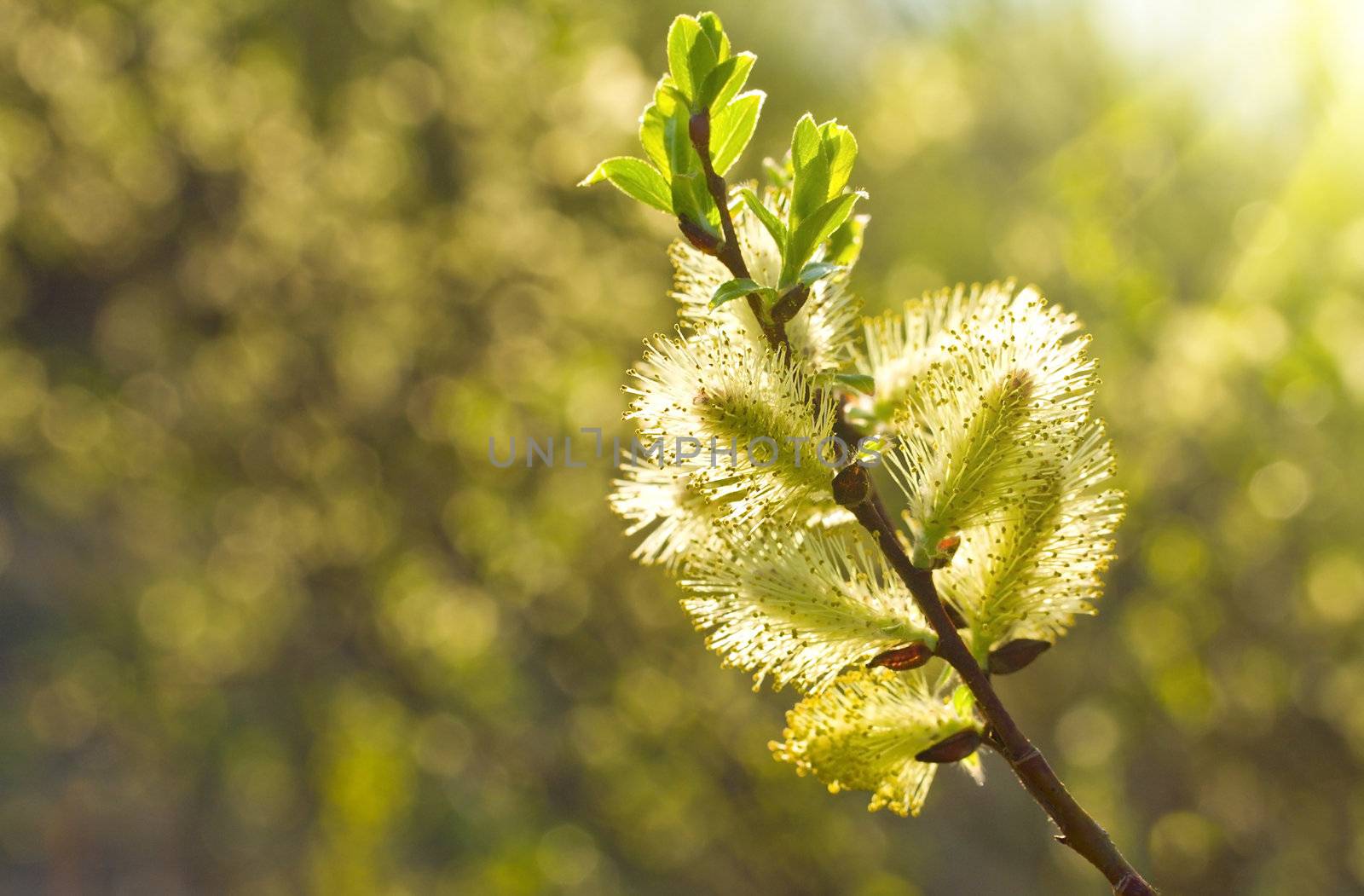pussy willow branch in sunlight