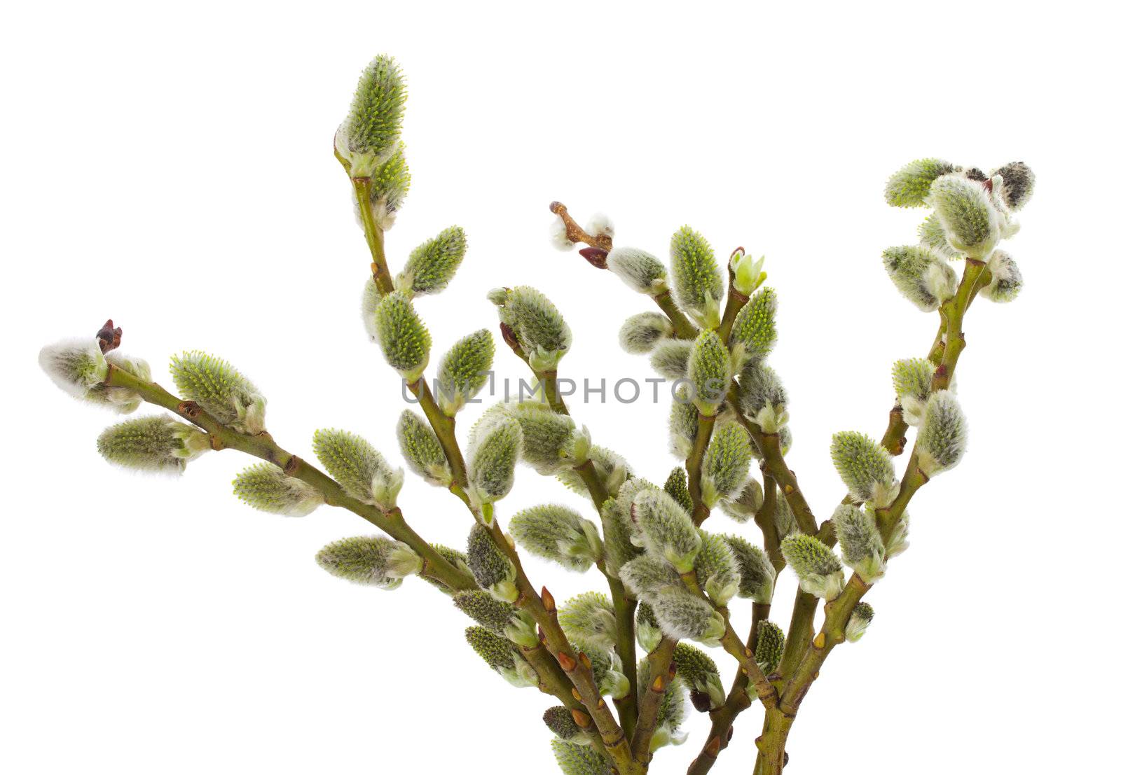 close-up pussy willow branches, isolated on white