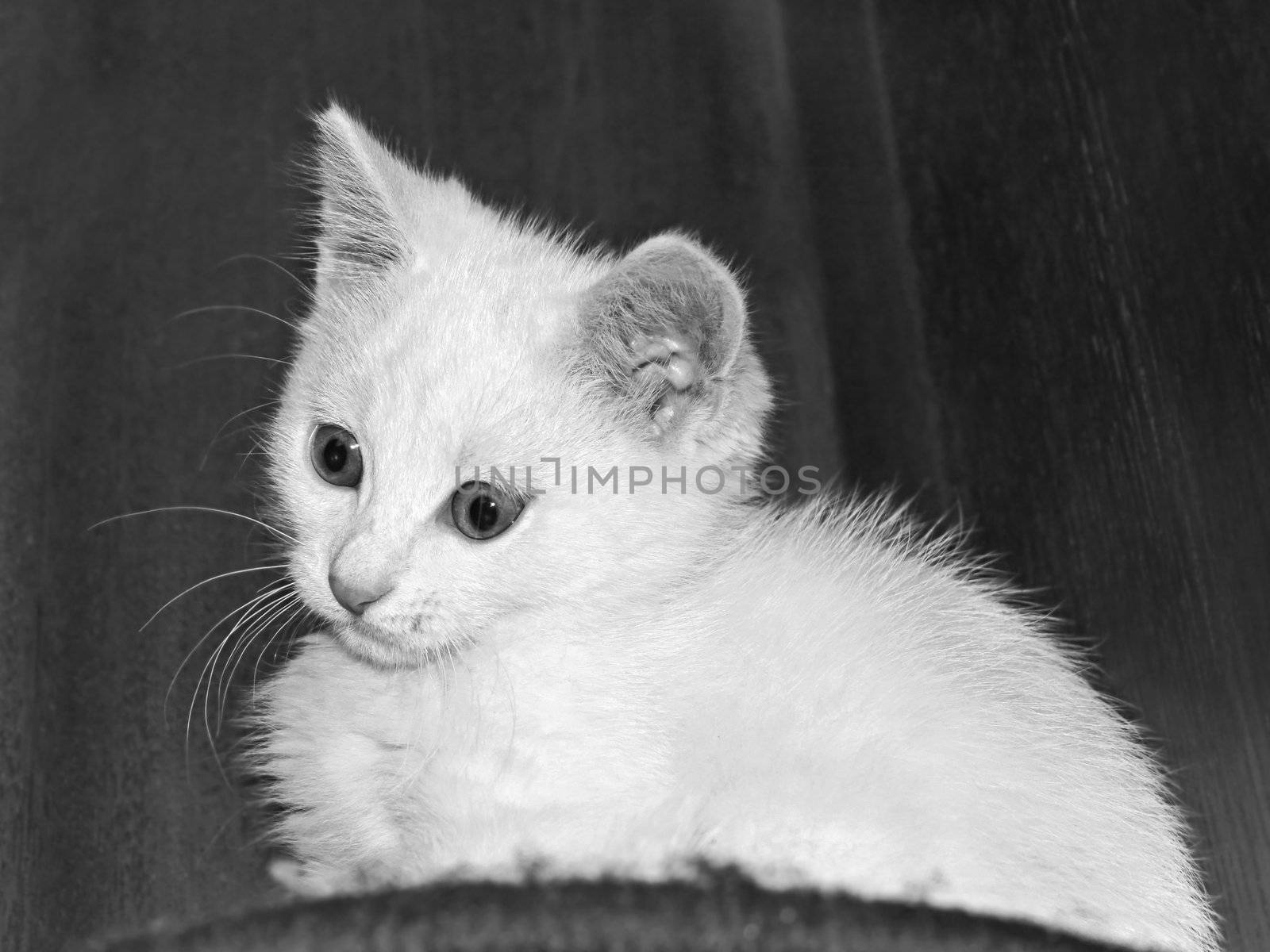 Funny white kitten on a dark background. Black and white photo