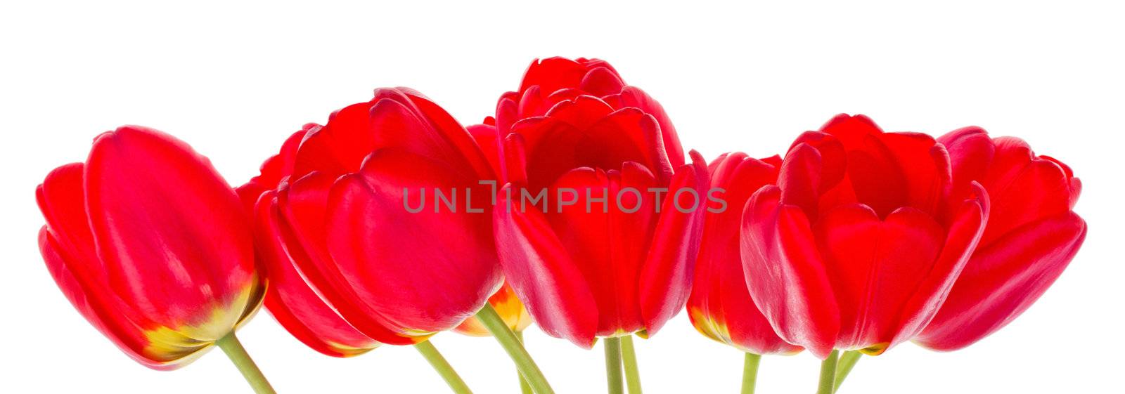 red tulips by Alekcey
