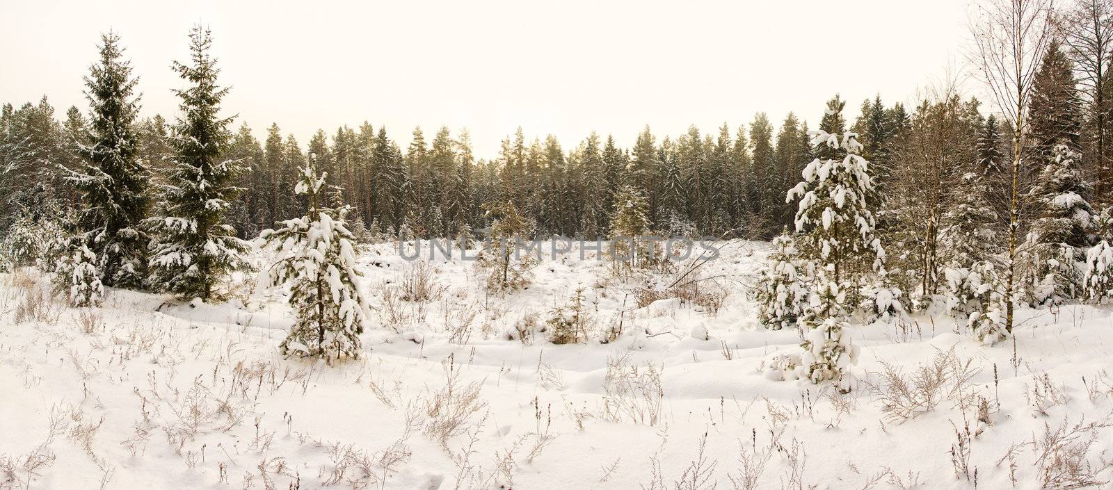 winter landscape by Alekcey