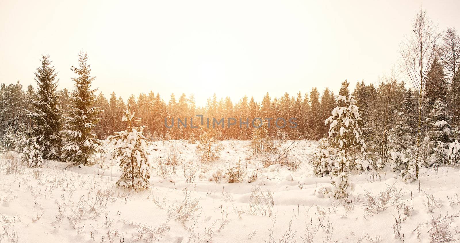 winter landscape by Alekcey