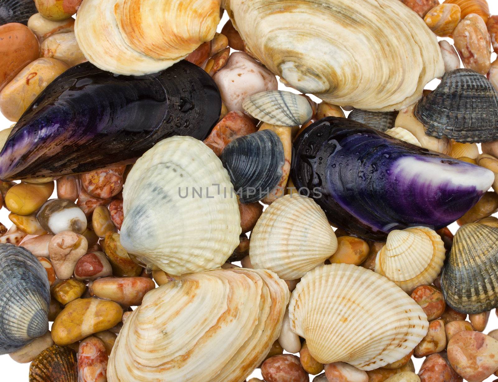 seashells and stones background